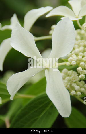 Hydrangea paniculata 'Grande Star", una fragrante con ortensie a forma di stella fiori bianchi, fioritura in un giardino inglese confine in estate (agosto), Regno Unito Foto Stock