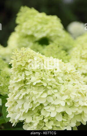 Hydrangea paniculata 'Limelight' visualizzazione di cluster di vistose panna e Tiglio fiori in un giardino inglese in estate (agosto) Foto Stock