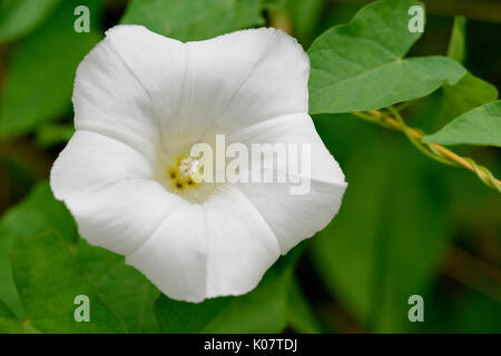 Maggiore centinodia (Calystegia sepium), fiore, Renania settentrionale-Vestfalia, Germania Foto Stock