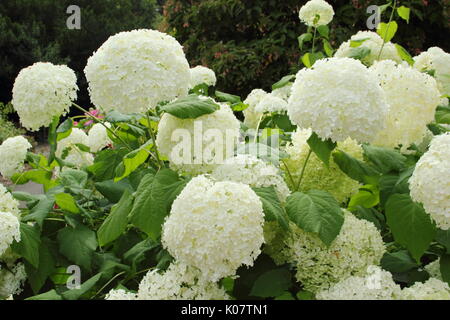 Hydrangea arborescens " Annabelle' in piena fioritura in un giardino inglese confine in estate (agosto) AGM Foto Stock