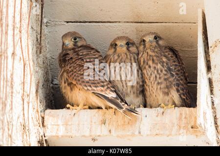 Tre giovani comune il gheppio (Falco tinnunculus) nella scatola di nido, Hesse, Germania Foto Stock