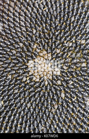 Helianthus annuus Girasole andato al pattern di sementi Foto Stock