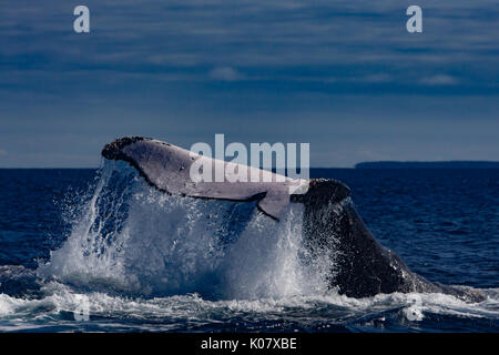 Un gruppo competitivo o calore di eseguire le balene con la Gobba nel gruppo Haapai di Tonga Foto Stock