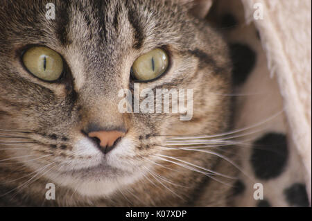Domestico British Shorthair TABBY CAT close up volto ritratto con gli occhi e il naso Foto Stock