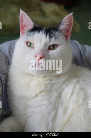 Il bianco e il nero domestico pelo corto razza femmina adulta del gatto di casa seduti in un lettino pet guardando dritto Foto Stock
