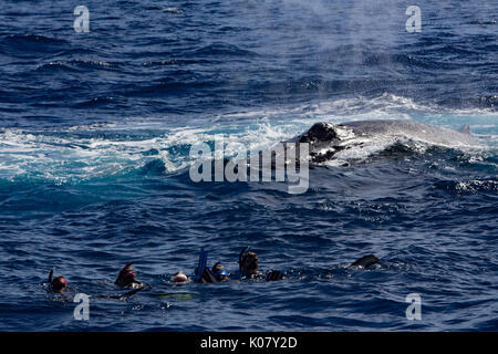 La gente di nuoto con le balene in Tonga e ottenere l'esperienza di una vita Foto Stock