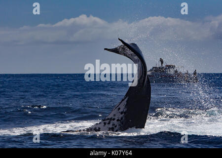 Un gruppo competitivo delle balene megattere su una balena nuoto escursione del Vava'u Group di Tonga Foto Stock