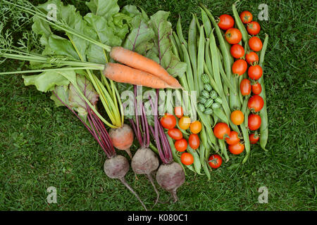 Selezione di prodotti freschi provenienti da orto - carote, i baccelli, barbabietole, cucamelons e pomodori maturi Foto Stock