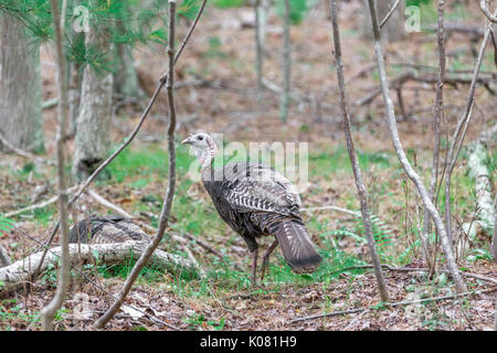 Il tacchino selvatico in Eastern long Island, NY Foto Stock