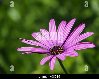 Primo piano di una violetta marguerite in California Foto Stock