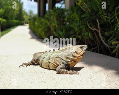 Un iguana bagni di sole nel nostro hotel in Messico Foto Stock
