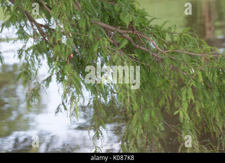 La pesca bobber e la linea catturati in una struttura ad albero Foto Stock