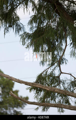 La pesca bobber e la linea catturati in una struttura ad albero Foto Stock