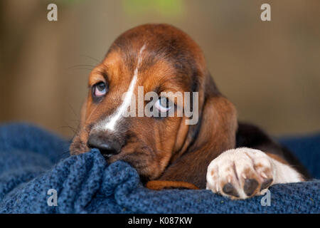 Close up delicato e dolce Basset Hound cucciolo con occhi tristi seduta su una coperta Foto Stock