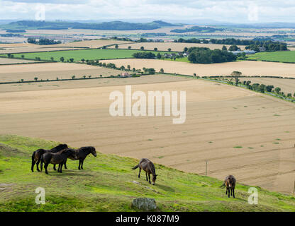 Exmoor pony di pascolare su North Berwick diritto, East Lothian. Il pony sono stati introdotti con la legge per migliorare la qualità delle praterie. Foto Stock