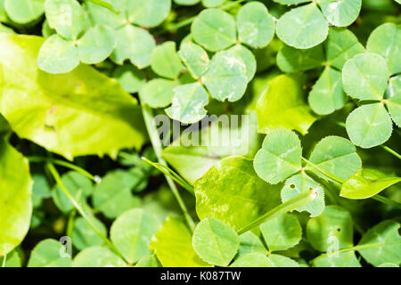 Molti tre-foglia di trifoglio in erba. Bello fresco e verde, sfondo e colori brillanti. Foto Stock