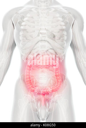 3D illustrazione dell intestino crasso, parte del sistema digestivo. Foto Stock