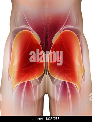 3d illustrazione del gluteo, parte di anatomia del muscolo. Foto Stock