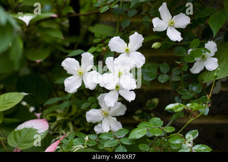 Clematis montana 'Alba' che cresce nel giardino Foto Stock