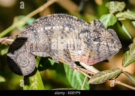 Close up ritratto di Chameleon guardando la fotocamera in Madagascar Foto Stock