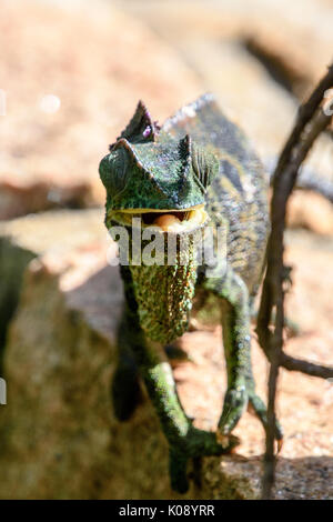 Close up ritratto di Chameleon guardando la fotocamera in Madagascar Foto Stock