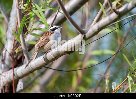 Stripe-headed Sparrow (Aimophila ruficauda) perched in tree Lake Chapala, Ajijic, Jalisco, Mexico. Foto Stock