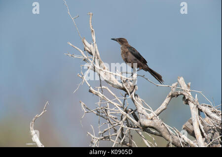 Grande-tailed Grackel (Quiscalus mexicanus) femmina arroccato nella struttura ad albero lago Chapala, Ajijic, Jalisco, Messico. Foto Stock