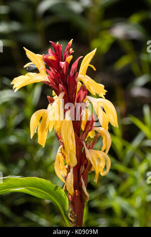 Fiore rosso spike di Himalayan zenzero, Cautleya spicata "robusta", produce fiori gialli Foto Stock