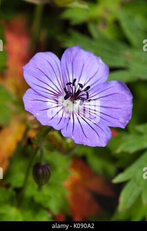 Chiusura del singolo fiore della fioritura estiva ardito perenne, Geranium wallichianum "Avana Blues" Foto Stock