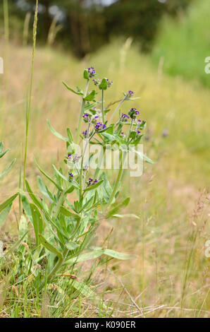 Vero alkanet (anchusa officinalis) Foto Stock