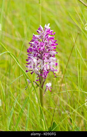 Orchidea militare (Orchis militaris) Foto Stock