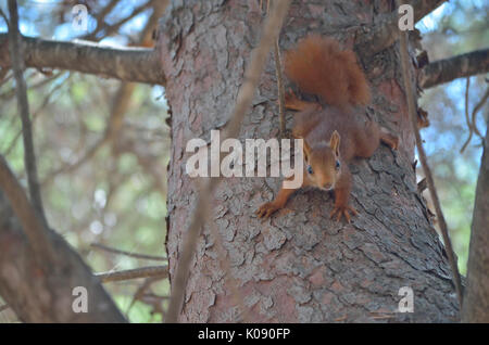 Scoiattolo rosso sta andando verso il basso a partire da un albero di pino mentre guarda la fotocamera. La fauna selvatica all interno della foresta mediterranea. Soft focus. Luce limitata Foto Stock