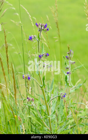 Vero alkanet (anchusa officinalis) Foto Stock