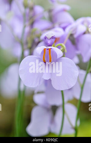 Bladderwort (utricularia reniformis) Foto Stock