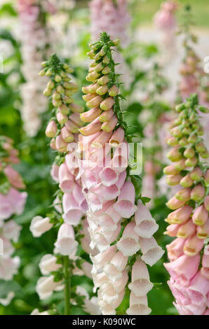 Foxglove comune (Digitalis purpurea 'Pink gin") Foto Stock