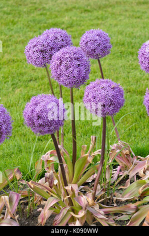 Giant allium (allium round e viola) Foto Stock