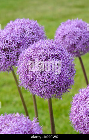 Giant allium (allium round e viola) Foto Stock
