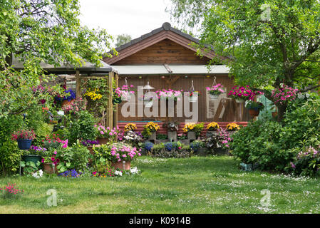 Pelargoniums (pelargonium), nelle petunie (petunia) e begonie (begonia) in un riparto garden Foto Stock