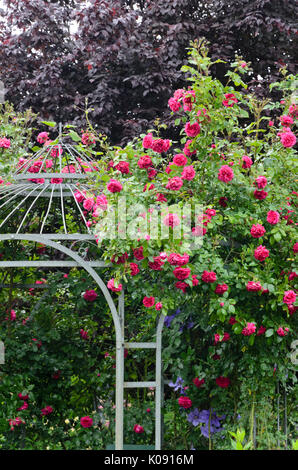 Rosa rampicante (rosa laguna) su un padiglione del giardino. design: marianne e detlef lüdke Foto Stock