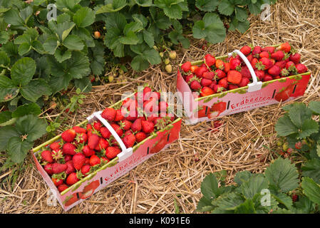 Giardino fragola (Fragaria x ananassa) in un cestello Foto Stock