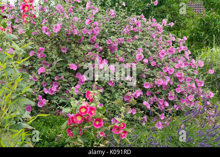 Tree mallow (lavatera olbia 'Rosea'), comune (hollyhock alcea rosea) e lavanda comune (Lavandula angustifolia) Foto Stock