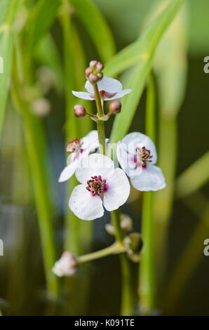 Arrowhead comune (Sagittaria sagittifolia) Foto Stock