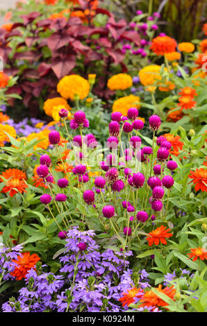 Amaranto a globo (gomphrena globosa "viola"), zinnia (zinnia marylandica 'double zahara fire') e ventola-fiore (scaevola) Foto Stock