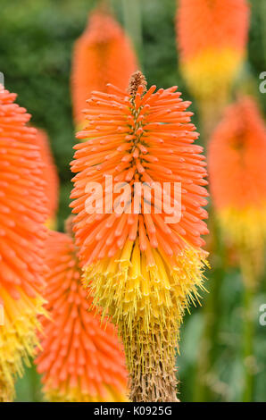 Red Hot poker (kniphofia uvaria 'nobilis') Foto Stock