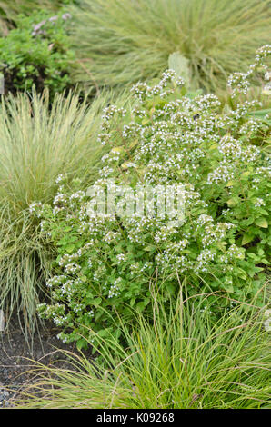 Origano greco (Origanum vulgare " thumbles varietà") Foto Stock