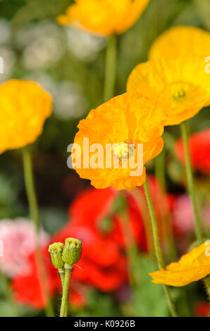 Islanda papavero (Papaver nudicaule) Foto Stock