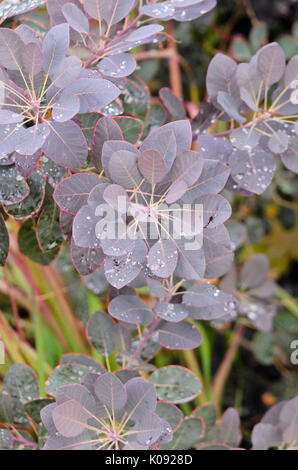 Fumo eurasiatica tree (Cotinus coggygria 'Royal Purple') Foto Stock