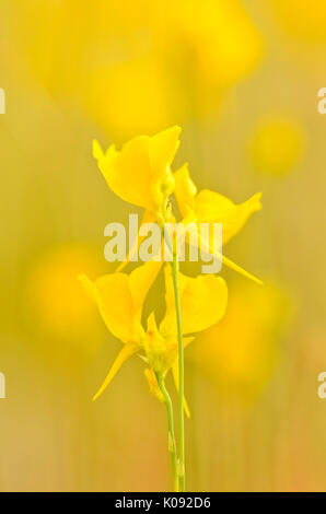 Bladderwort (utricularia cornuta) Foto Stock