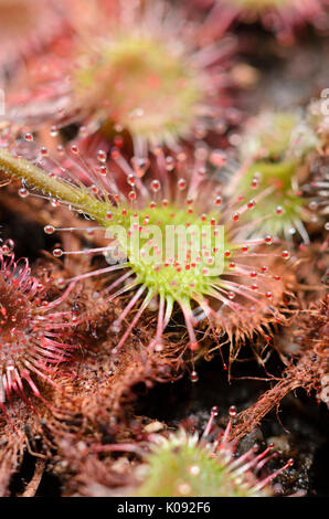 Round-lasciava sundew (drosera rotundifolia) Foto Stock