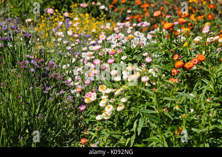 Golden everlasting (xerochrysum bracteatum syn. helichrysum bracteatum) Foto Stock